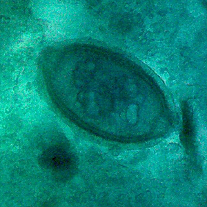 Case343_C.jpg Figure C