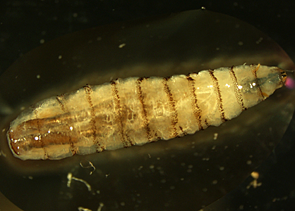 Case344_A.jpg Figure A