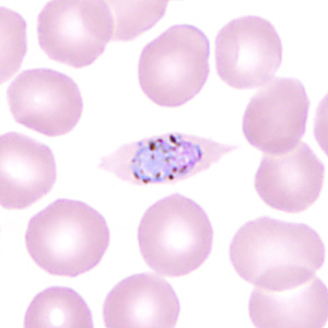 Case350_C.jpg Figure C