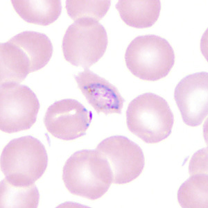 Case350_G.jpg Figure G