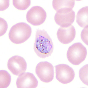 Case350_I.jpg Figure I