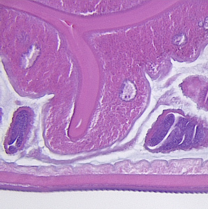 Case355_D.jpg Figure D
