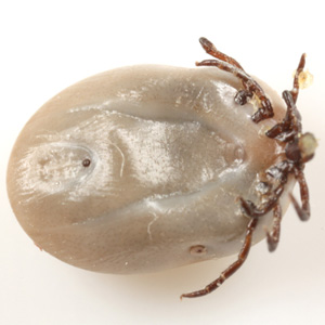 Case356_B.jpg Figure B