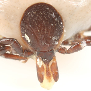 Case356_C.jpg Figure C