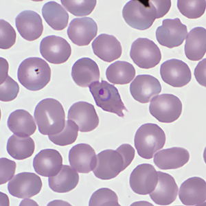 Case359_B.jpg Figure B