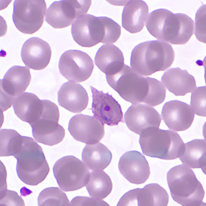 Case359_C.jpg Figure C