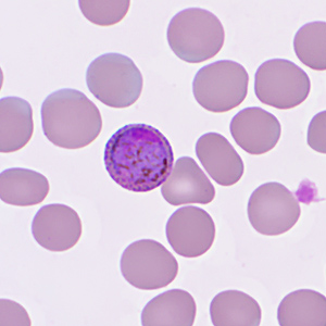 Case359_F.jpg Figure F