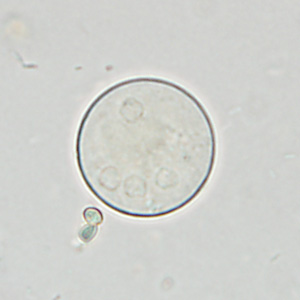 Case361_C.jpg Figure C