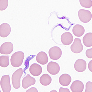 Case362_D.jpg Figure D