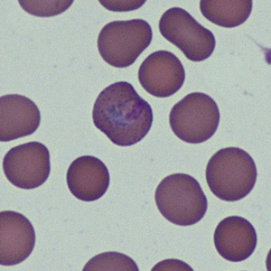 Case368_C.jpg Figure C