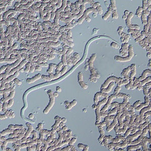 Case370_C.jpg Figure C