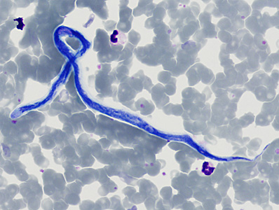 Case370_E.jpg Figure E