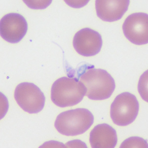 Case372_C.jpg Figure C