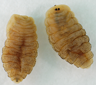 September - 2014 - Case #379 A 46-year-old woman returned from a trip to Nigeria with multiple boils on her lower back and extremities. Under the care of her primary physician, several fly larvae, one from each boil, were extracted and sent to the state health department for identification.