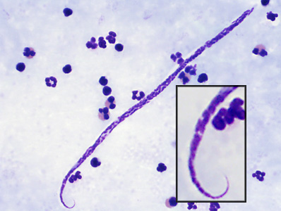 Case382_D.jpg Figure D