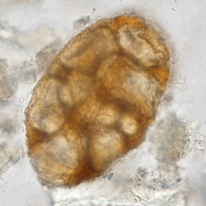 Figure C
