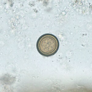 Figure D