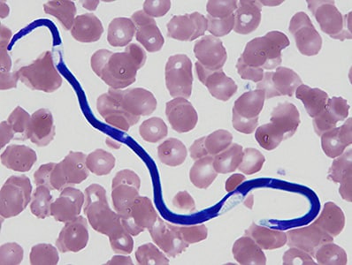 Figure B
