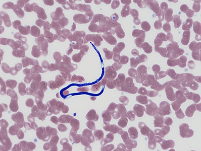 Figure C