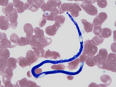 Figure D