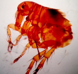 March - 2015 - Case #391 A lab in India received an arthropod specimen from a parent whose child had been suffering for about a week with rashes over his extremities and back.