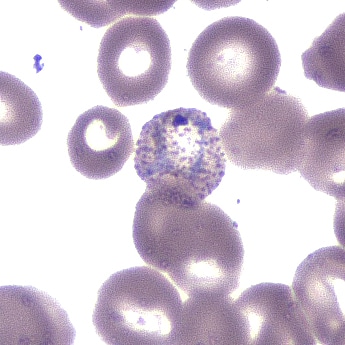 Figure C