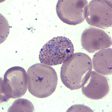 Figure D