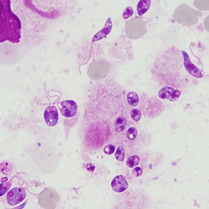 Figure C