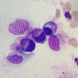 Case396_C.jpg Figure C