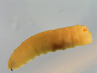 Case397_C.jpg Figure C