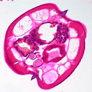 Case400_D.jpg Figure D