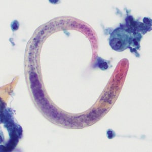 Figure C