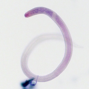 Figure D