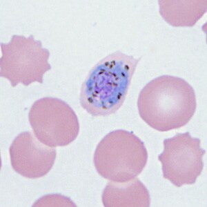 Figure C
