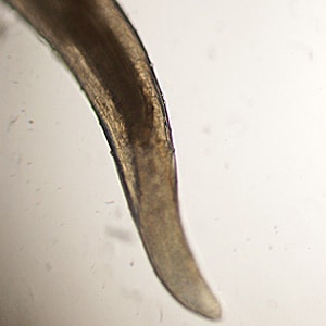 Figure D