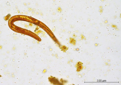 Case421_C.jpg Figure C