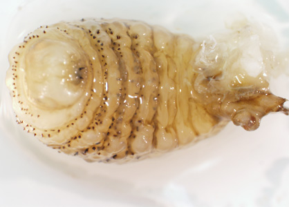 Case423_C.jpg Figure C