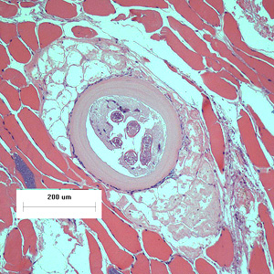 Case426_A.jpg Figure A