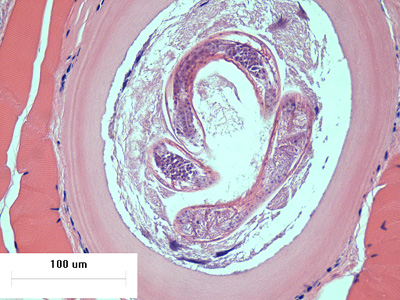 Case426_D.jpg Figure D