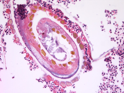 Case432_C.jpg Figure C