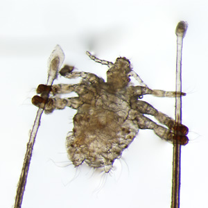 Case435_C.jpg Figure C