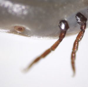 Case447_E.jpg Parasitic image