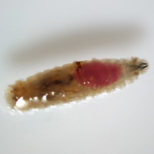 SEPTEMBER - 2017 - Case #451 Case Study Image