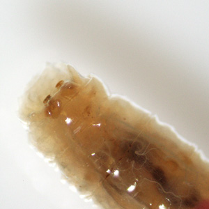 Case451_C Case Study Image