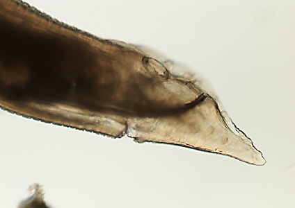 Case455_E Parasitic image