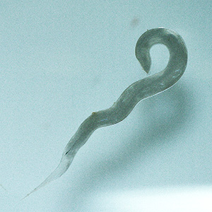 OLYMPUS DIGITAL CAMERA Parasitic image