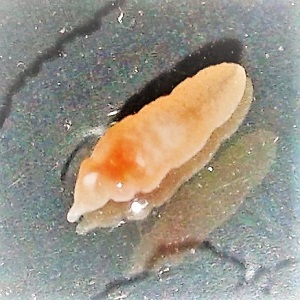 Case472_B parasitic image