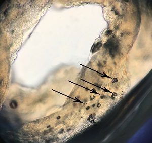 493_B_answer Figure C