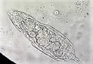 Case486_B Parasitic image