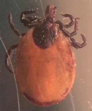 APRIL - 2019 - CASE #490 parasitic image